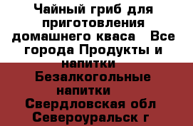 Чайный гриб для приготовления домашнего кваса - Все города Продукты и напитки » Безалкогольные напитки   . Свердловская обл.,Североуральск г.